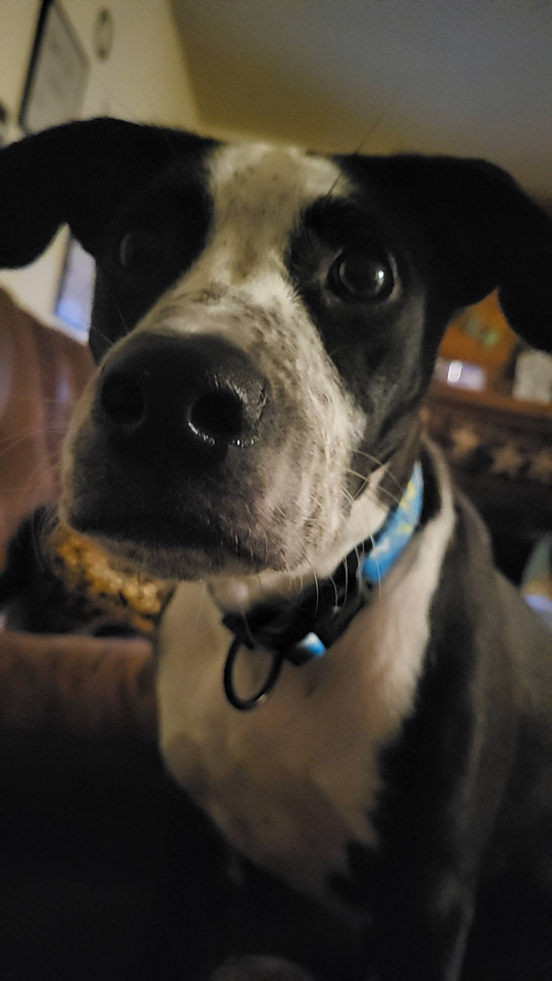 Ralphie joined the competition — help win amazing prizes! canidae, carnivore, collar, companion_dog, dog, dog_breed, dog_collar, dog_supply, fashion_accessory, fawn, fur, hunting_dog, leash, metal, non_sporting_group, pet_supply, sporting_group, whiskers, working_animal