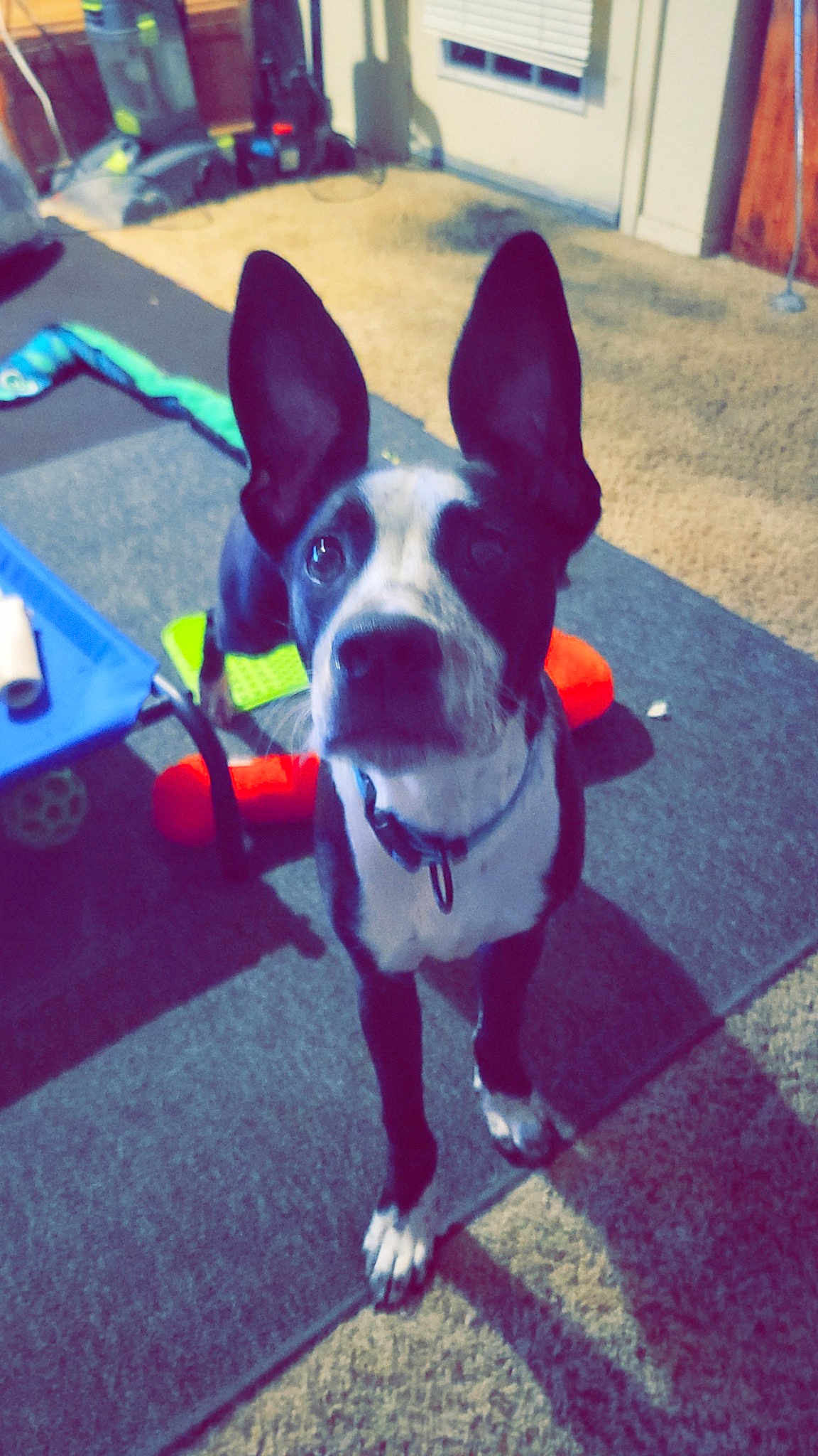 Ralphie