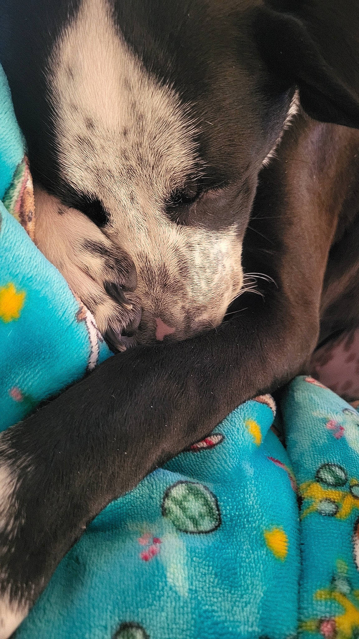 Ralphie is registered to the contest to win money with this photo: blue, carnivore, cloud, comfort, companion_dog, dog, dog_breed, electric_blue, fawn, felidae, finger, gesture, grey, human_leg, nail, sleeve, snout, textile, thigh, whiskers
