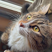 Bubbles joined the competition — help win amazing prizes! cat, tabby, fluffy, yellow_eyes, whiskers, indoor, window_blinds, soft_light, close_up, pet, feline, curious, fur, animal, mammal, domestic_cat, portrait, relaxed, cute, home