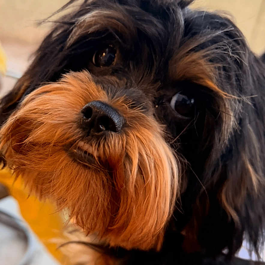 Kyomi Iris joined the competition — help win amazing prizes! affenpinscher, airedale, animal, canine, cockerspaniel, dog, papillon, pet, poodle, puppy, terrier, text