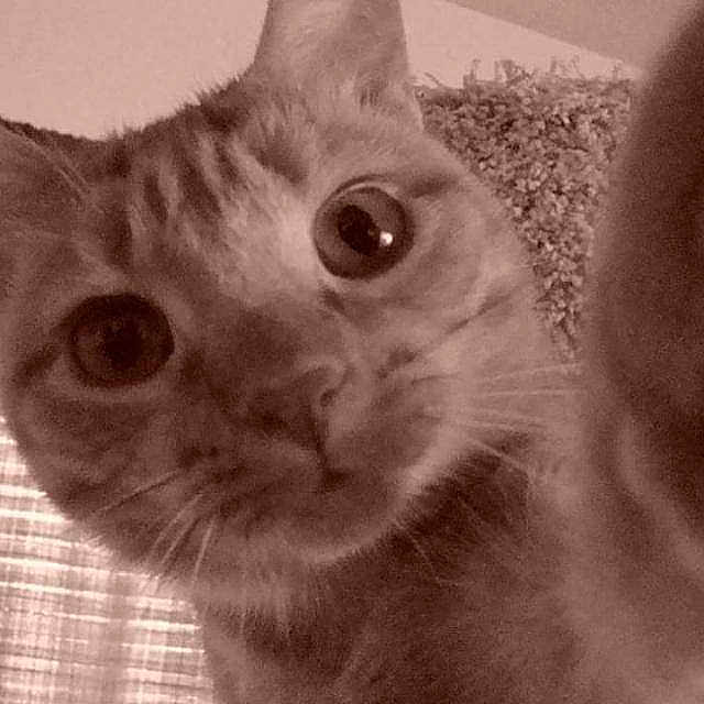 Cloey