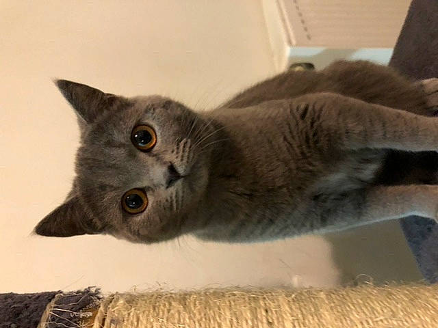 Clochette a rejoint le concours — aidez-le/la à gagner de superbes lots ! british_shorthair, carnivore, cat, chartreux, domestic_short_haired_cat, fawn, felidae, fur, kitten, korat, mammal, nebelung, russian_blue, scottish_fold, small_to_medium_sized_cats, snout, vertebrate, whiskers