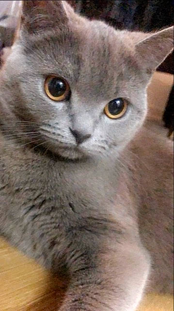 Clochette participe au concours pour gagner de l'argent avec cette photo : asian, australian_mist, british_semi_longhair, british_shorthair, burmese, burmilla, carnivore, cat, chartreux, domestic_short_haired_cat, felidae, kitten, korat, mammal, nebelung, russian_blue, small_to_medium_sized_cats, snout, vertebrate, whiskers