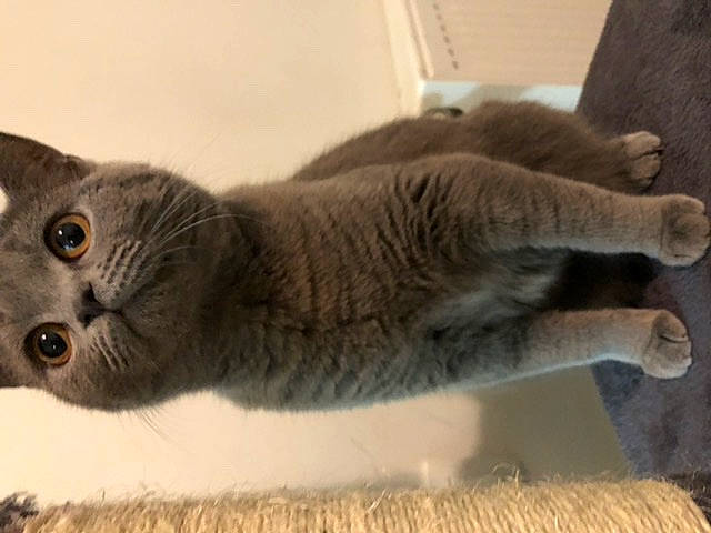Clochette a rejoint le concours — aidez-le/la à gagner de superbes lots ! british_longhair, british_shorthair, carnivore, cat, chartreux, domestic_short_haired_cat, european_shorthair, fawn, felidae, fur, kitten, korat, mammal, nebelung, russian_blue, scottish_fold, small_to_medium_sized_cats, snout, vertebrate, whiskers