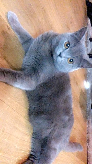 Clochette participe au concours pour gagner de l'argent avec cette photo : british_longhair, british_shorthair, carnivore, cat, chartreux, domestic_short_haired_cat, felidae, kitten, korat, mammal, nebelung, russian_blue, scottish_fold, small_to_medium_sized_cats, snout, tail, whiskers