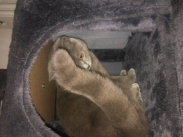 Clochette a rejoint le concours — aidez-le/la à gagner de superbes lots ! british_shorthair, cat, fawn, felidae, fur, snout