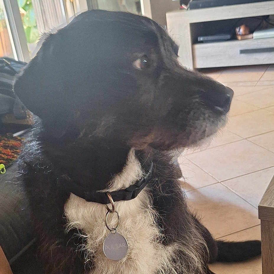 Pulsar participe au concours pour gagner de l'argent avec cette photo : dog, indoor, tile_floor, black_and_white, pet_collar, living_room, television, cabinet, curious, sitting, fur, domestic_animal, home, furniture, window, door, person_leg, natural_light, relaxed, companion