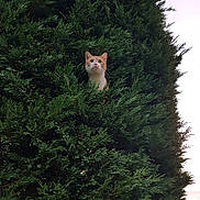 Minouche participe au concours pour gagner de l'argent avec cette photo : cat, animal, pet, outdoor, greenery, bush, nature, fur, whiskers, curious, orange_cat, white_cat, face, eyes, leaf, shrub, plant, wildlife, looking_up, sunset