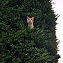 cat, animal, pet, outdoor, greenery, bush, nature, fur, whiskers, curious, orange_cat, white_cat, face, eyes, leaf, shrub, plant, wildlife, looking_up, sunset