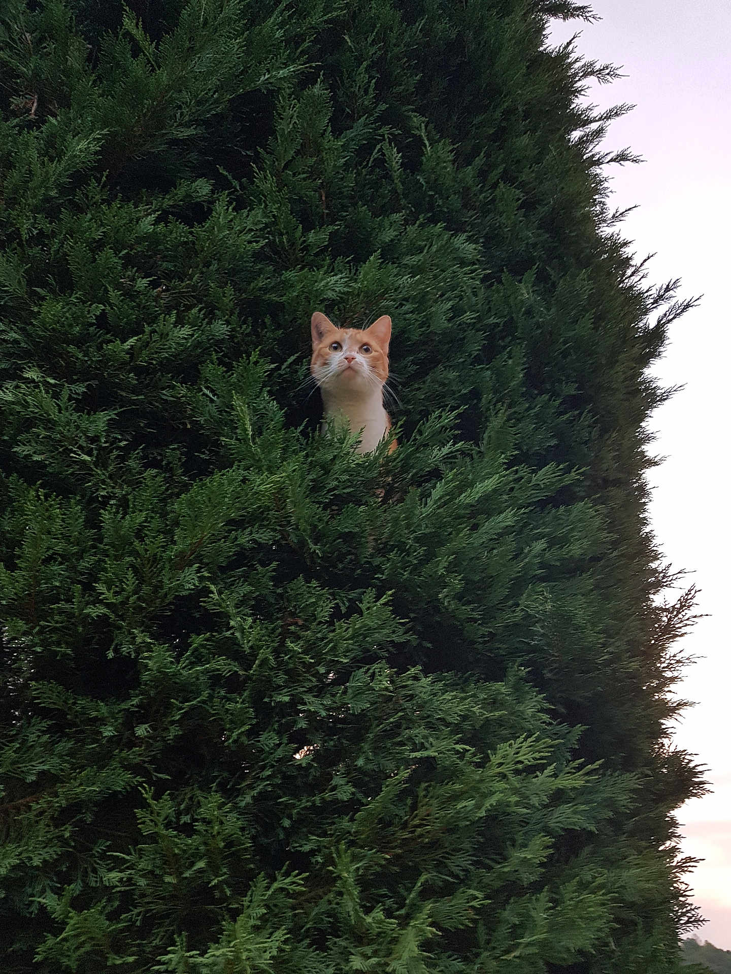 Minouche participe au concours pour gagner de l'argent avec cette photo : cat, animal, pet, outdoor, greenery, bush, nature, fur, whiskers, curious, orange_cat, white_cat, face, eyes, leaf, shrub, plant, wildlife, looking_up, sunset