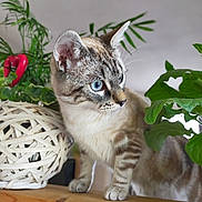 Ratatouille participe au concours pour gagner de l'argent avec cette photo : alert, animal, blue_eyes, cat, close_up, feline, greenery, home_decor, houseplant, indoor, natural_light, pet, portrait, short_hair, sitting, striped_fur, tabby_cat, whiskers, wooden_surface, woven_basket