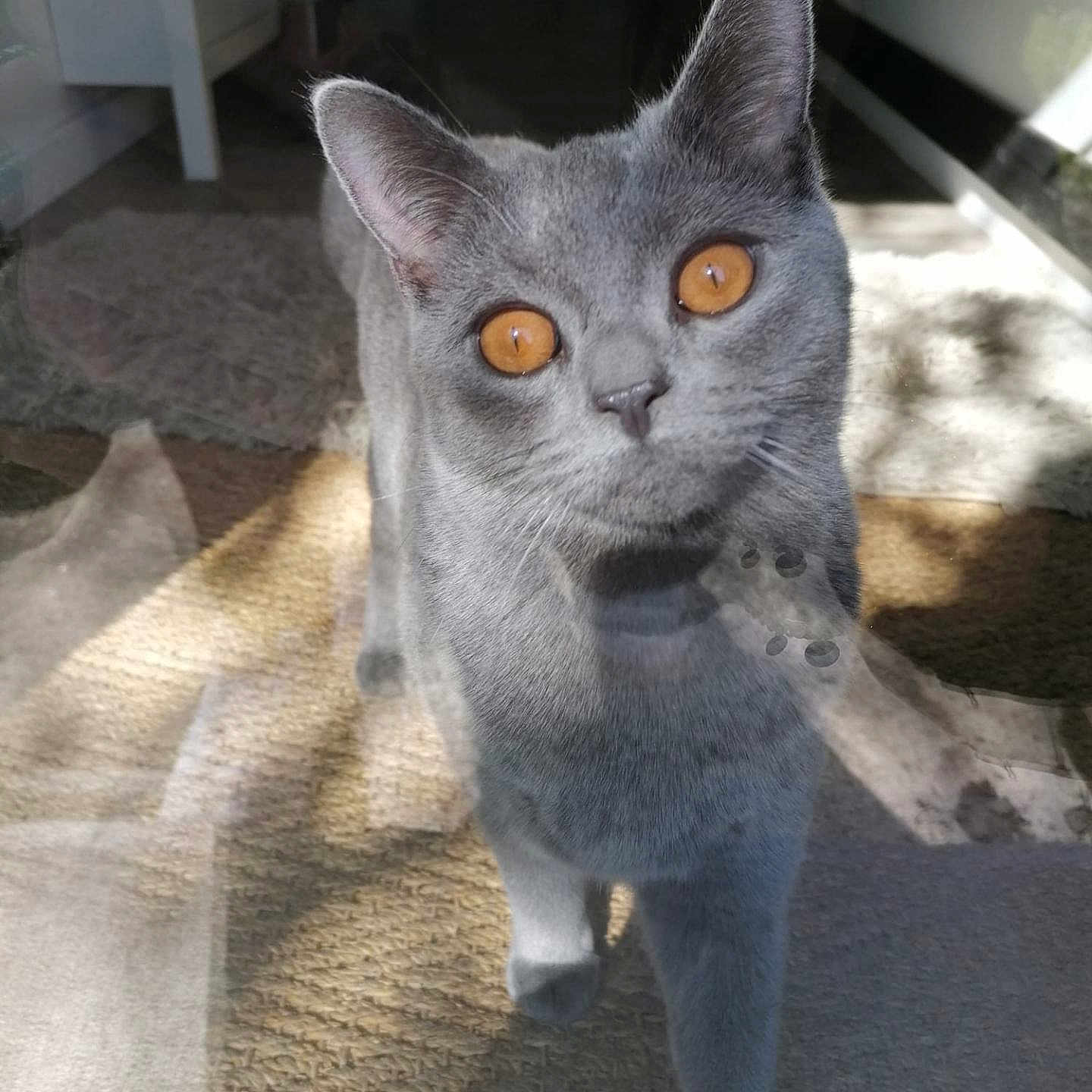 Ramses a rejoint le concours — aidez-le/la à gagner de superbes lots ! abyssinian, angora, animal, blackcat, cat, door, egyptiancat, face, gray, head, homedecor, indoors, kitten, lighting, manx, person, pet, photography, portrait, slate