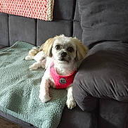 Molly is registered to the contest to win money with this photo: dog, shih_tzu, small_dog, pet, portrait, sitting, indoors, couch, sofa, blanket, cushion, pink_harness, white_fur, brown_fur, long_ears, fluffy, looking_at_camera, living_room, cozy, home