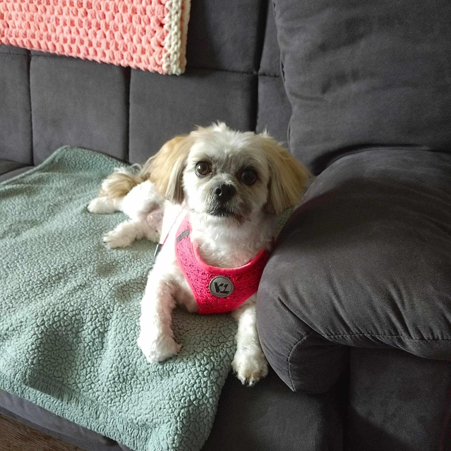 Molly