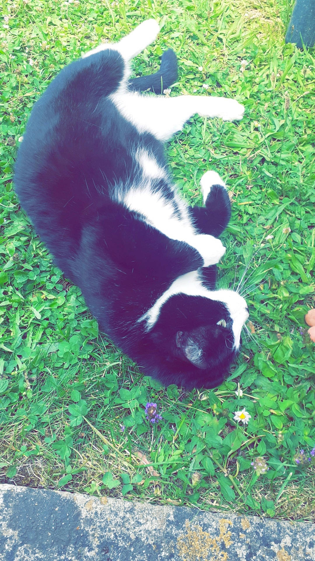 Banzaï a rejoint le concours — aidez-le/la à gagner de superbes lots ! animal, canine, cat, dog, field, flower, grass, grassland, green, herbal, herbs, lawn, manx, nature, outdoors, pet, plant, puppy, soil, vegetation