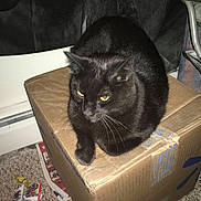 Blackie joined the competition — help win amazing prizes! animal, black_cat, box, cardboard_box, carpet, cat, clutter, domestic_cat, feline, folding_chair, fur, indoor, newspaper, pet, quiet, resting, side_view, tape, whiskers, yellow_eyes