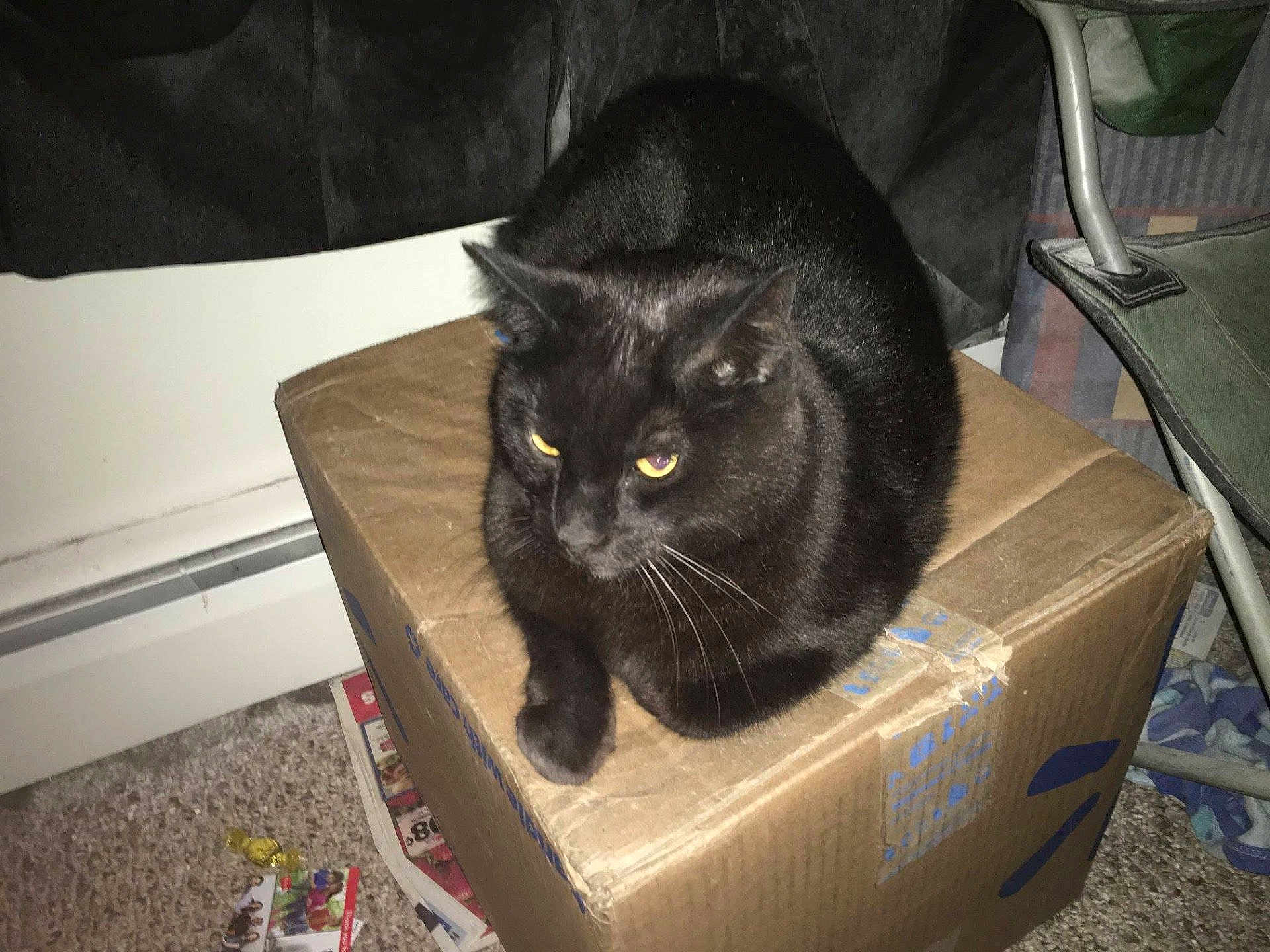 Blackie