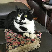 Abby joined the competition — help win amazing prizes! cat, black_and_white_cat, floral_cushion, sofa, indoor, pet, animal, feline, yellow_eyes, resting, leather_sofa, household, cozy, couch, domestic_animal, closeup, whiskers, paws, fur, relaxed