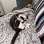 Speed participe au concours pour gagner de l'argent avec cette photo : black_and_white, cat, comfortable, couch, cozy, curled_up, cute, feline, fluffy_blanket, furniture, home, indoor, nap, pet, pillow, relaxed, resting, sleeping, soft_toy, striped_pillow