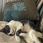 Speed a rejoint le concours — aidez-le/la à gagner de superbes lots ! animal, blanket, cat, comfort, cozy, cute, domestic, feline, fur, gray, home, indoor, peaceful, pet, pillow, relaxing, resting, sleeping, soft, white