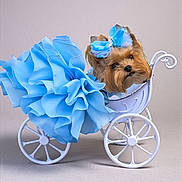 Ashley is registered to the contest to win money with this photo: dog, small_dog, blue_dress, bow, miniature_carriage, white_carriage, pet_fashion, cute, fancy, portrait, studio_photo, adorable, fluffy, costume, decorative, animal, pet, isolated, indoor, posing