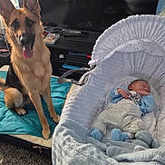 Dante is registered to the contest to win money with this photo: baby, bassinet, blanket, blue_clothing, carpet, dog, german_shepherd, indoor, mat, peaceful, pet, playstation, remote_control, sleeping, television, toy, white_blanket, wooden_floor, young_child, living_room