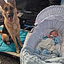 baby, bassinet, blanket, blue_clothing, carpet, dog, german_shepherd, indoor, mat, peaceful, pet, playstation, remote_control, sleeping, television, toy, white_blanket, wooden_floor, young_child, living_room
