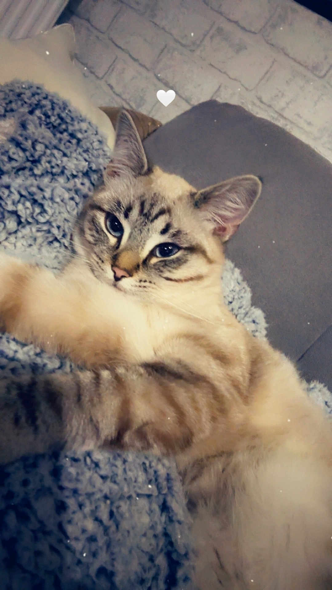 Capsule a rejoint le concours — aidez-le/la à gagner de superbes lots ! cat, feline, pet, animal, blue_blanket, cozy, indoor, resting, cute, ears, whiskers, fur, striped, closeup, soft_texture, heart_icon, relaxed, pillow, couch, domestic