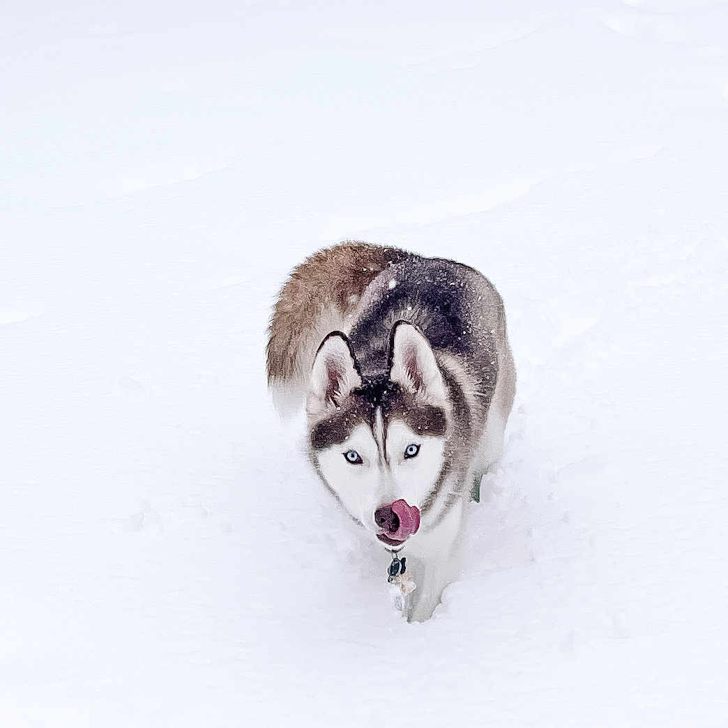 Everest joined the competition — help win amazing prizes! animal, bodypart, canine, dog, eskimodog, fox, husky, mouth, nature, outdoors, person, pet, puppy, redwolf, snout, snow, tongue, whitedog, winter, wolf