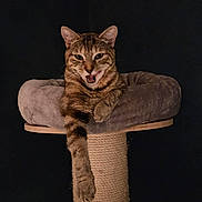 Cacahuète a rejoint le concours — aidez-le/la à gagner de superbes lots ! cat, tabby_cat, cat_bed, scratching_post, paw, feline, pet, indoor, animal, resting, meowing, fur, ears, whiskers, claws, wood, rope, dark_background, cute, relaxed