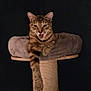 cat, tabby_cat, cat_bed, scratching_post, paw, feline, pet, indoor, animal, resting, meowing, fur, ears, whiskers, claws, wood, rope, dark_background, cute, relaxed