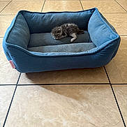 Fiona joined the competition — help win amazing prizes! kitten, pet_bed, sleeping, blue, floor, tile, indoor, small, fur, cozy, resting, animal, young, cute, calm, domestic, quiet, soft, tiny, home