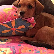 Luna joined the competition — help win amazing prizes! puppy, dog, bed, pillow, floral_pattern, colorful, blanket, resting, indoor, cute, animal, pet, young_dog, cozy, person, sleeping, soft, comfort, closeup, domestic