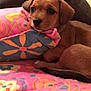 puppy, dog, bed, pillow, floral_pattern, colorful, blanket, resting, indoor, cute, animal, pet, young_dog, cozy, person, sleeping, soft, comfort, closeup, domestic