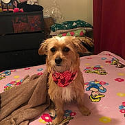 Luna joined the competition — help win amazing prizes! animal, bandana, bed, blanket, brown, colorful, cozy, curtain, cute, dog, dresser, fur, furniture, indoor, pet, pink, portrait, red, relaxed, toy