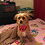dog, bandana, blanket, bed, dresser, toy, indoor, fur, pet, brown, red, pink, colorful, cozy, furniture, curtain, portrait, cute, animal, relaxed