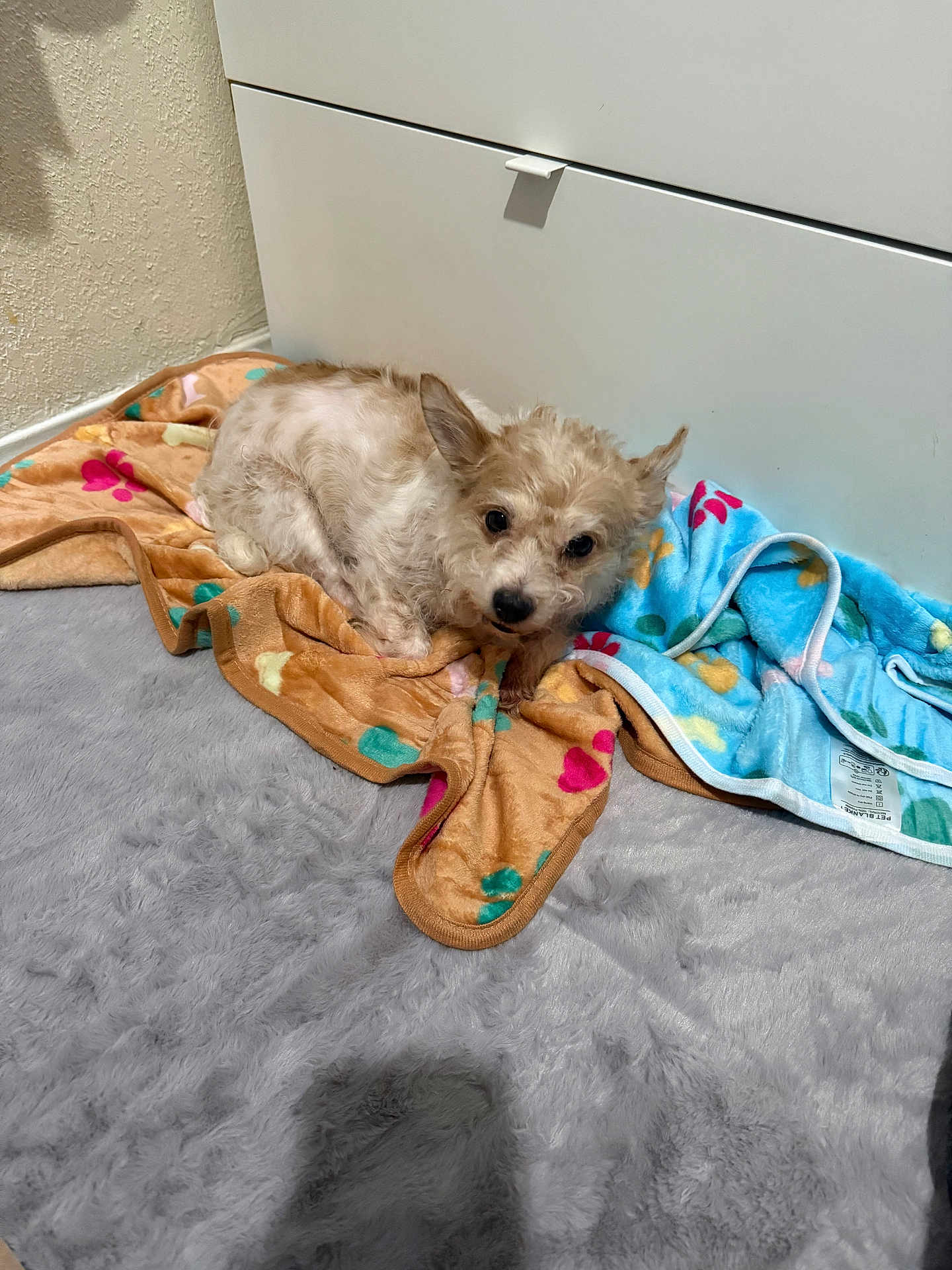 Sol joined the competition — help win amazing prizes! animal, blanket, cabinet, carpet, corner, cozy, curious, cute, dog, domestic, floor, fur, indoor, looking, paw_prints, pet, relaxed, resting, small_dog, wall