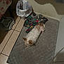 Sol is registered to the contest to win money with this photo: animal, blanket, brown_and_white, corner, curled_up, dog, ears, food_bowl, fur, home, indoor, mat, pet, quiet, resting, shadow, small_dog, tile_floor, trash_can, water_drops