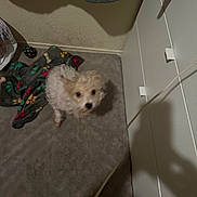 Sol joined the competition — help win amazing prizes! animal, blanket, blur, canine, carpet, cord, corner, curtain, dim_lighting, dog, floor, fluffy, furniture, home, indoor, messy, pet, shadow, small_dog, wall
