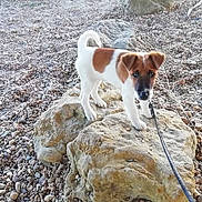 Petit Trésor a rejoint le concours — aidez-le/la à gagner de superbes lots ! animal, brown_and_white, canine, curious, daylight, dog, exploring, fur, ground, leash, nature, outdoor, pebbles, pet, playful, puppy, rock, small_dog, walking, young_dog