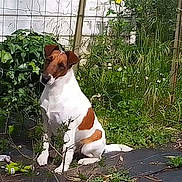 Trésor a rejoint le concours — aidez-le/la à gagner de superbes lots ! animal, brown_and_white, canine, curious, dog, fence, flowers, garden, grass, greenery, head_tilt, leaves, nature, outdoor, pet, plants, playful, sitting, sunlight, yard