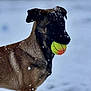 Arrow participe au concours pour gagner de l'argent avec cette photo : dog, tennis_ball, snow, outdoor, animal, pet, winter, playful, canine, fur, snowflakes, brown, black, portrait, closeup, nature, daylight, background_blur, looking_away, standing