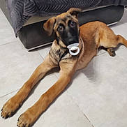 Arrow participe au concours pour gagner de l'argent avec cette photo : dog, puppy, pacifier, floor, tile, lying_down, brown_fur, black_face, indoors, furniture, couch, curious, pet, animal, canine, young, front_legs, ears, looking, domestic