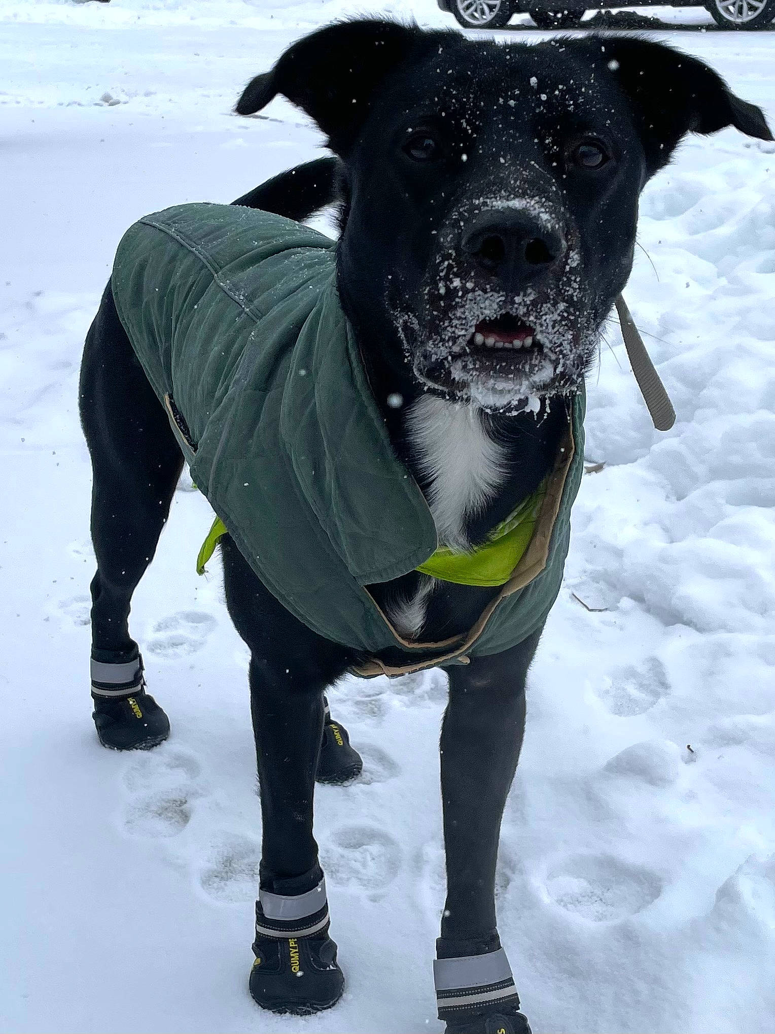 Thumper joined the competition — help win amazing prizes! canidae, carnivore, collar, companion_dog, dog, dog_breed, dog_clothes, dog_collar, dog_supply, fawn, freezing, head, personal_protective_equipment, pet_supply, snout, snow, sporting_group, sportswear, winter, working_animal