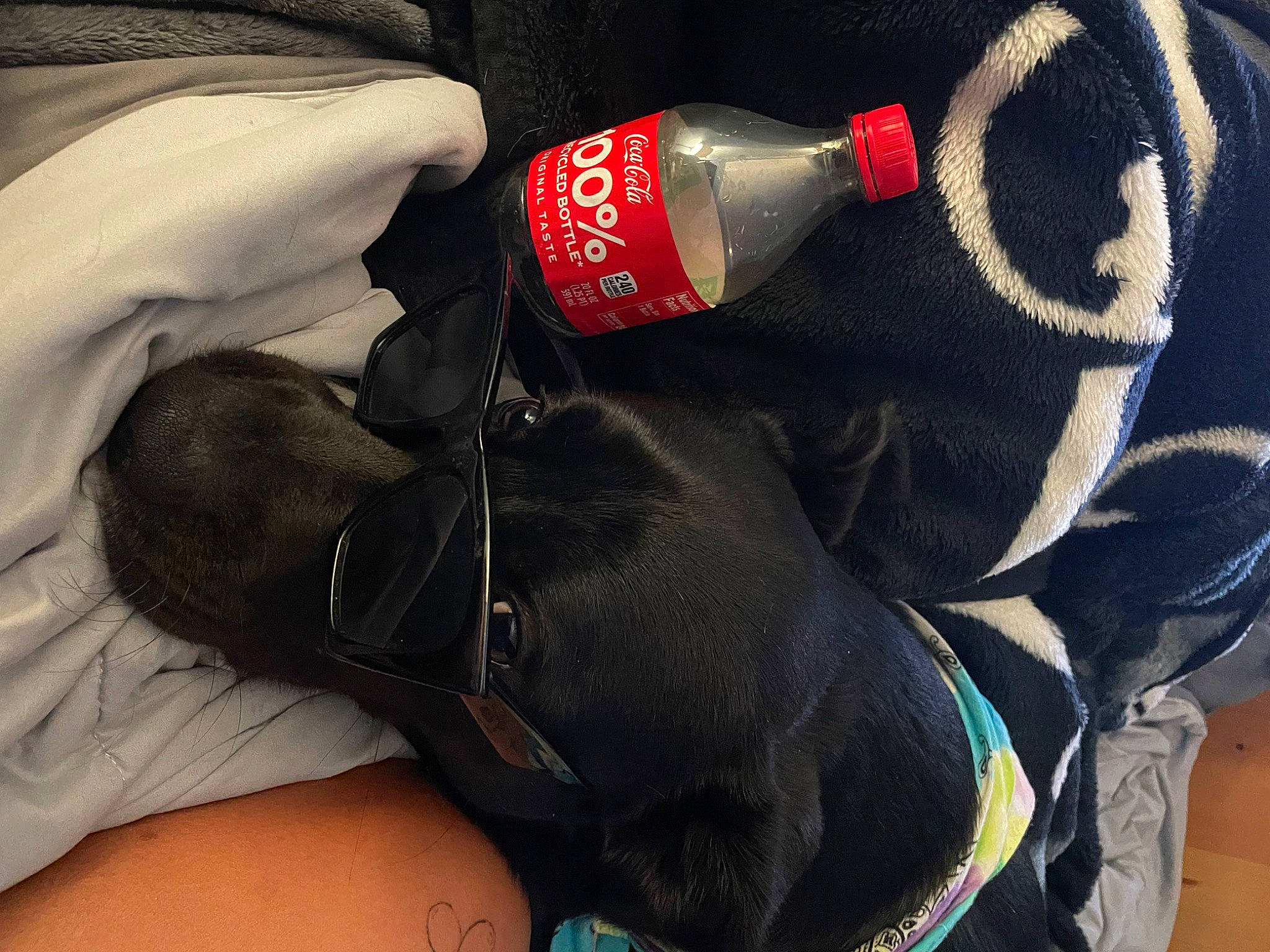 Thumper joined the competition — help win amazing prizes! athletic_shoe, cap, carmine, electric_blue, eyewear, font, foot, gesture, glove, human_leg, knee, nail, outdoor_shoe, personal_protective_equipment, shorts, sports_gear, sports_uniform, sportswear, thigh, walking_shoe