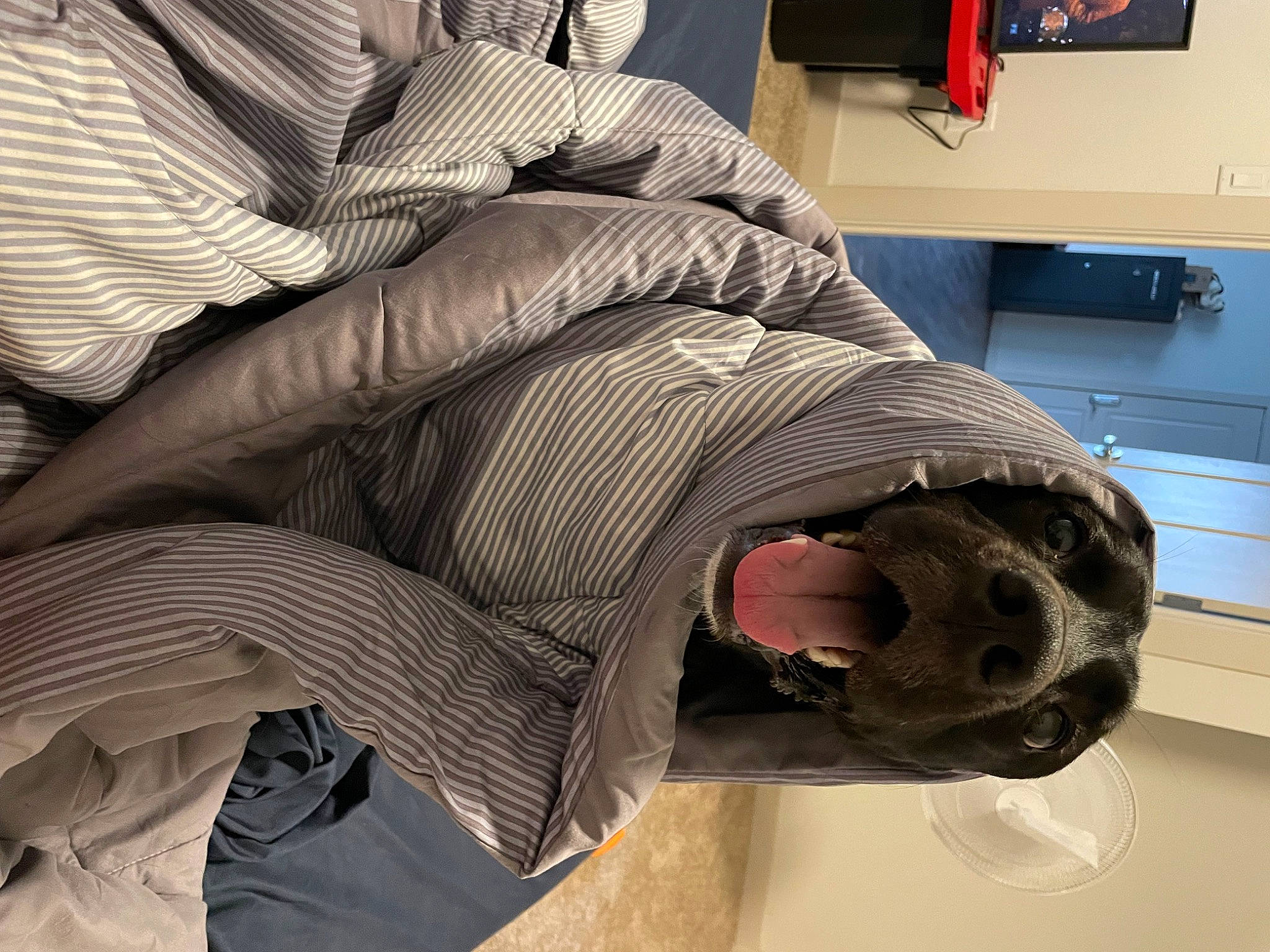 Thumper joined the competition — help win amazing prizes! auto_part, automotive_design, automotive_tire, comfort, couch, fur, helmet, human_leg, knee, luxury_vehicle, machine, microwave_oven, personal_protective_equipment, room, skull, sleeve, sportswear, television, thigh, wood