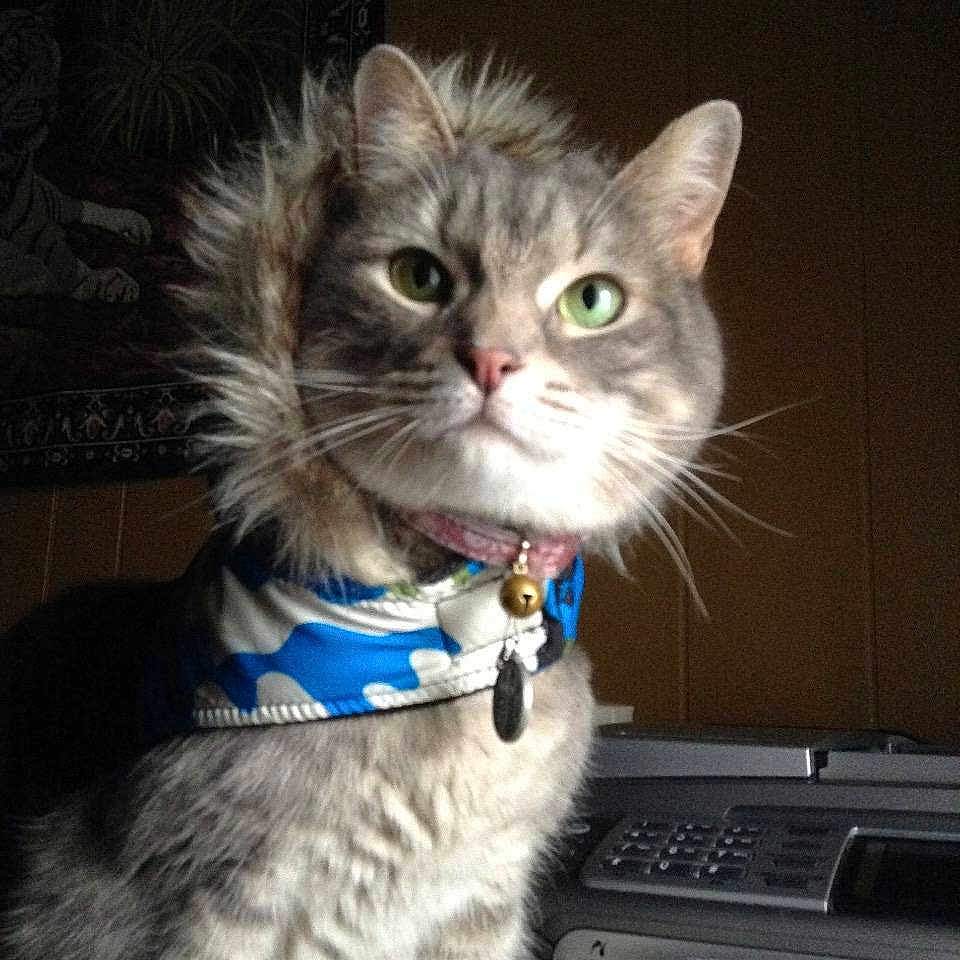 Shasta