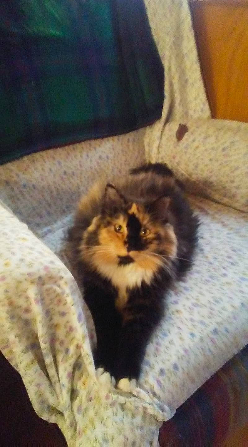 Pertty Kitty joined the competition — help win amazing prizes! british_longhair, british_semi_longhair, carnivore, cat, domestic_long_haired_cat, felidae, fur, kitten, maine_coon, mammal, norwegian_forest_cat, persian, small_to_medium_sized_cats, whiskers