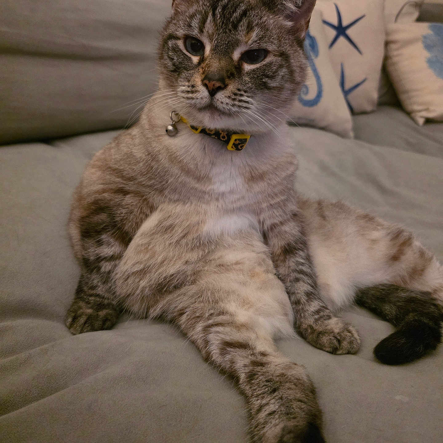 Emolee is registered to the contest to win money with this photo: animal, cat, collar, comfort, couch, cozy, domestic, feline, fur, home, indoor, looking, paw, pet, pillows, relaxed, resting, seated, tabby, whiskers